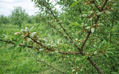 For Sale Walnut orchard Land In Bolnisi