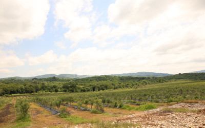 For Sale Blueberry orchard Land In Senaki