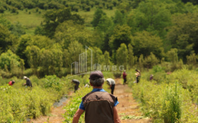 For Sale Blueberry orchard Land In Senaki