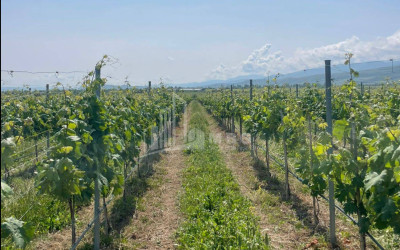 For Sale Chateau / Wine factory Commercial In Does, Kaspi