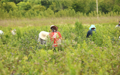 For Sale Blueberry orchard Land In Senaki