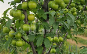 Продается Фруктовые сад Земля В Болниси
