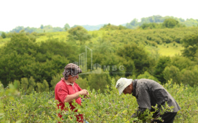 For Sale Blueberry orchard Land In Senaki