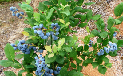 For Sale Blueberry orchard Land In Samegrelo