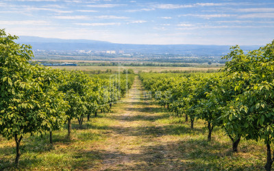 For Sale Orchards Land In the Village Shaumiani, Marneuli