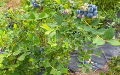 For Sale Blueberry orchard Land In Baileti, Ozurgeti
