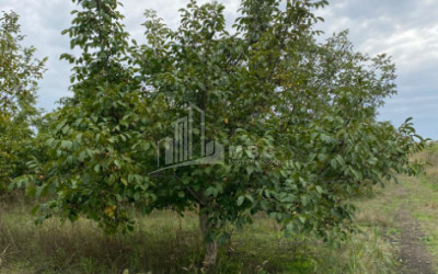 For Sale Walnut orchard Land In Melani, Gurjaani