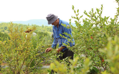 For Sale Blueberry orchard Land In Senaki