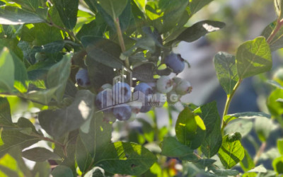 For Sale Blueberry orchard Land In Samegrelo