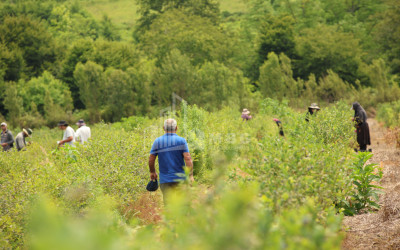 For Sale Blueberry orchard Land In Senaki
