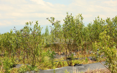 For Sale Blueberry orchard Land In Senaki