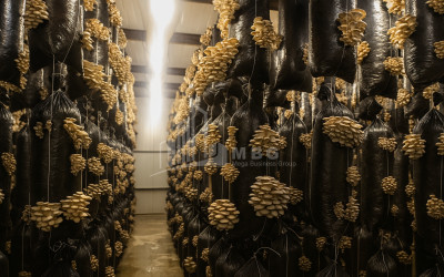 For Sale Mushroom Factory Commercial In Okami, Kaspi