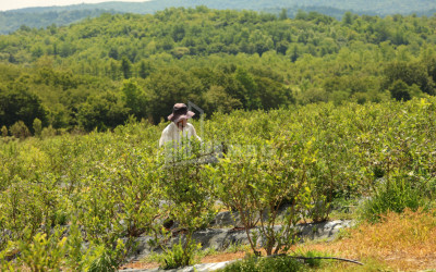 For Sale Blueberry orchard Land In Senaki