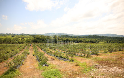 For Sale Blueberry orchard Land In Senaki