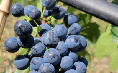 Продается Замок / Винный завод Коммерческий В Дзегви, Мцхета