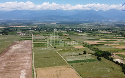 For Sale Chateau / Wine factory Commercial In Kakheti