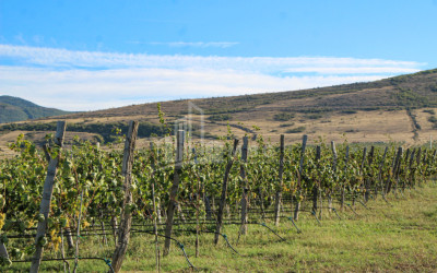For Sale Chateau / Wine factory Commercial In Does, Kaspi