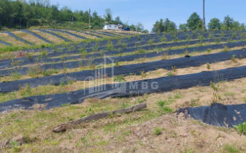 For Sale Blueberry orchard Land In Baileti, Ozurgeti