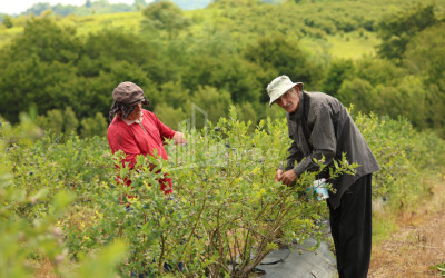 For Sale Blueberry orchard Land In Senaki