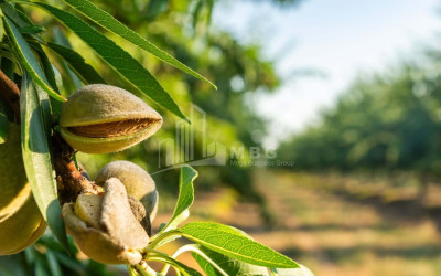 For Sale Walnut orchard Land In Bolnisi