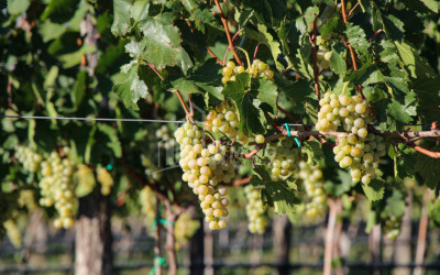 For Sale Chateau / Wine factory Commercial In Does, Kaspi