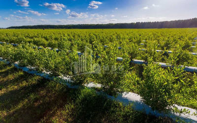 For Sale Blueberry orchard Land In Samegrelo