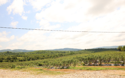 For Sale Blueberry orchard Land In Senaki