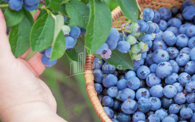 For Sale Blueberry orchard Land In Samegrelo