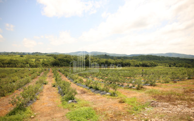 For Sale Blueberry orchard Land In Senaki
