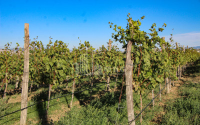 For Sale Chateau / Wine factory Commercial In Does, Kaspi