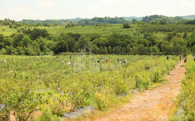 For Sale Blueberry orchard Land In Senaki