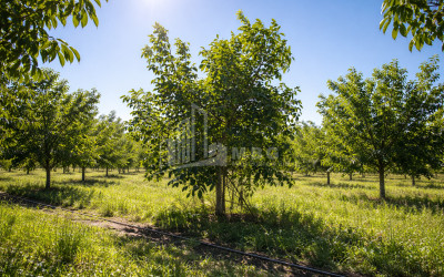 For Sale Walnut orchard Land In Melani, Gurjaani