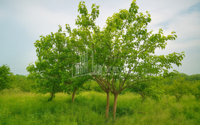 For Sale Orchards Land In Kvemo Shukhuti, Lanchkhuti