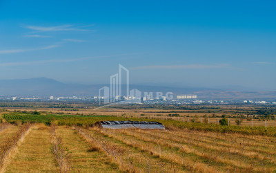 For Sale Orchards Land In the Village Shaumiani, Marneuli