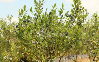 For Sale Blueberry orchard Land In Senaki