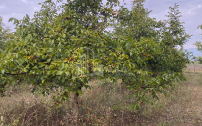 For Sale Walnut orchard Land In Melani, Gurjaani