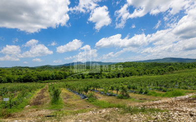 For Sale Blueberry orchard Land In Senaki