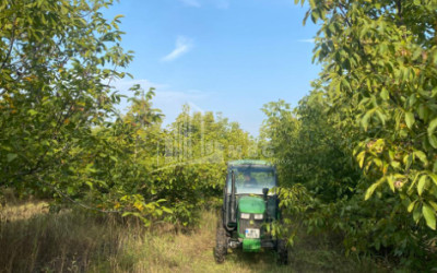 For Sale Walnut orchard Land In Melani, Gurjaani