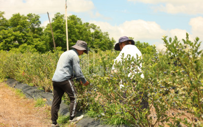 For Sale Blueberry orchard Land In Senaki