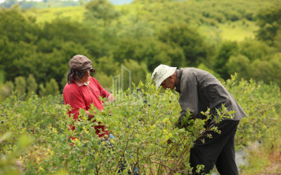 For Sale Blueberry orchard Land In Senaki