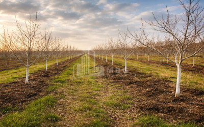 For Sale Walnut orchard Land In Melani, Gurjaani