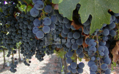For Sale Chateau / Wine factory Commercial In Does, Kaspi
