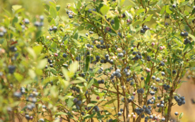 For Sale Blueberry orchard Land In Senaki