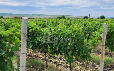 Продается Виноградник - Замковые Земля В Село Бадиаури, Сагареджо