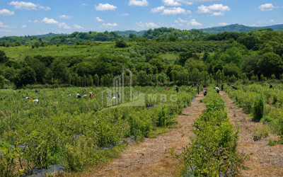For Sale Blueberry orchard Land In Senaki