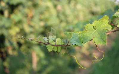 For Sale Chateau / Wine factory Commercial In Does, Kaspi