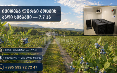 For Sale Blueberry orchard Land In Senaki
