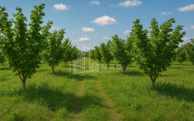 For Sale Orchards Land In Kvemo Shukhuti, Lanchkhuti