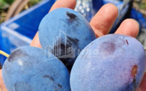 Продается Фруктовые сад Земля В Болниси