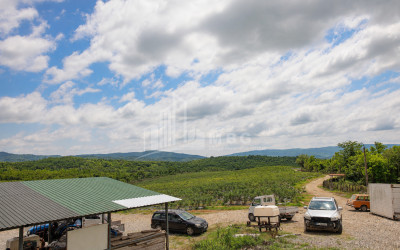 For Sale Blueberry orchard Land In Senaki
